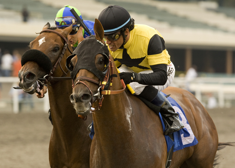 Awesome Gem racing in yellow-and-black silks